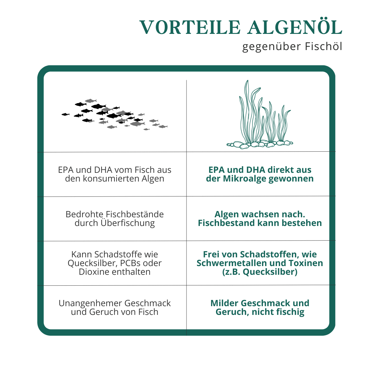 Algenöl als pflanzliche Quelle für EPA und DHA erklärt